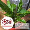 2 x 2pcs Plant Stem Support, Plant Climbing Stem Holders Reusable Houseplant Growth Accessories Plastic Plant Stem Hook Stakes for Growing Plants Outdoor & Indoor for Monstera Vertical Growth (Red)