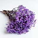 Preserved Baby's Breath 3 Bunches, 100% Natrual Fresh Gypsophila Long Lasting Flowers for Vase Arrangements Home Decoration Photo Props Parties and Weddings, DIY Décor-Light Purple