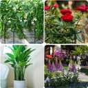 TCBWFY 14" Dx32 H Plant Supports Stakes for Large Heavy Plants,10Pack Peony Supports,Heavy Duty 5mm Wire Peony Cages,Interlock Garden Supports Ring Border Support,Plant Support Cage for Rose Flower