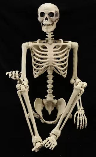 Posable Halloween Skeleton, Full Body Life Size Skeleton with Movable Joints for Indoor Outdoor Halloween Decorations, Spooky Party Props Decor