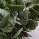 VIERENA 17.5" Artificial Eucalyptus Stems in Glass Vase with Faux Water,Fake Plant Eucalyptus Leaves White Seeds for Centerpiece Table Decorations Farmhouse Wedding Home Greenery Decor (Sage Green)