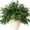 12 Pcs Artificial Norfolk Pine Branches - 18" Realistic Faux Christmas Greenery Stems Fake Evergreen Cedar Picks Winter Greens for Vase DIY Crafts Garland Wreath Indoor Outdoor Holiday Decor