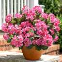 Artificial Geranium Fake Flowers for Outdoors Decoration, 6 Bundles Silk Geraniums Pink Flower UV Resistant Look Real Faux Plants for Outside Planter Front Door Garden Porch Patio Balcony Yard Home