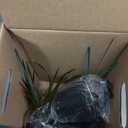 Essential Houseplant Collection (4PK) Live Plants Indoor Plants Live Houseplants in Plant Pots, Easy House Plants Indoors Live, Snake Plant, Pothos in Potting Soil, Clean Air Plants by Plants for Pets