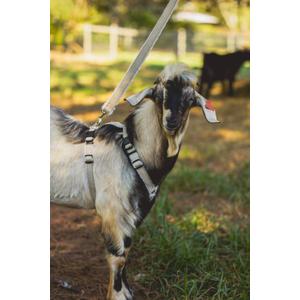 Goat Harness, Asatre Adjustable Lined Hemp Goat, Sheep, Livestock Halter, Durable Multi-Clasp Harness, Eco-Friendly Livestock Gear, Comfortable Farm Pet Accessory (Medium)