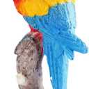 Resin Parrot Statue Fake Bird Tropical Decor Macaw Figurine for Tiki Bar Accessories Pool Decorations Outdoor Patio Paradise Garden Poolside Lanai and Indoor Desktop Display