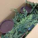 Cinnyvoice Set of 3 Pre-lit Potted Christmas Tree with led, 2 ft, 3ft,4 ft