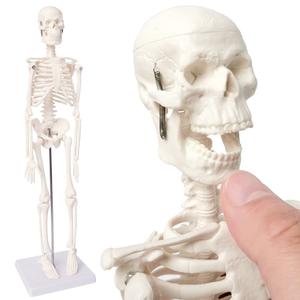EVOTECH SCIENTIFIC Mini Human Skeleton Model for Anatomy, 17.7'' Full Body Human Skeleton Model with Movable Arms and Legs on Base for Medical Teaching Learning, Students Learning Education Tool