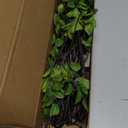 4Pcs Artificial Ficus Branches