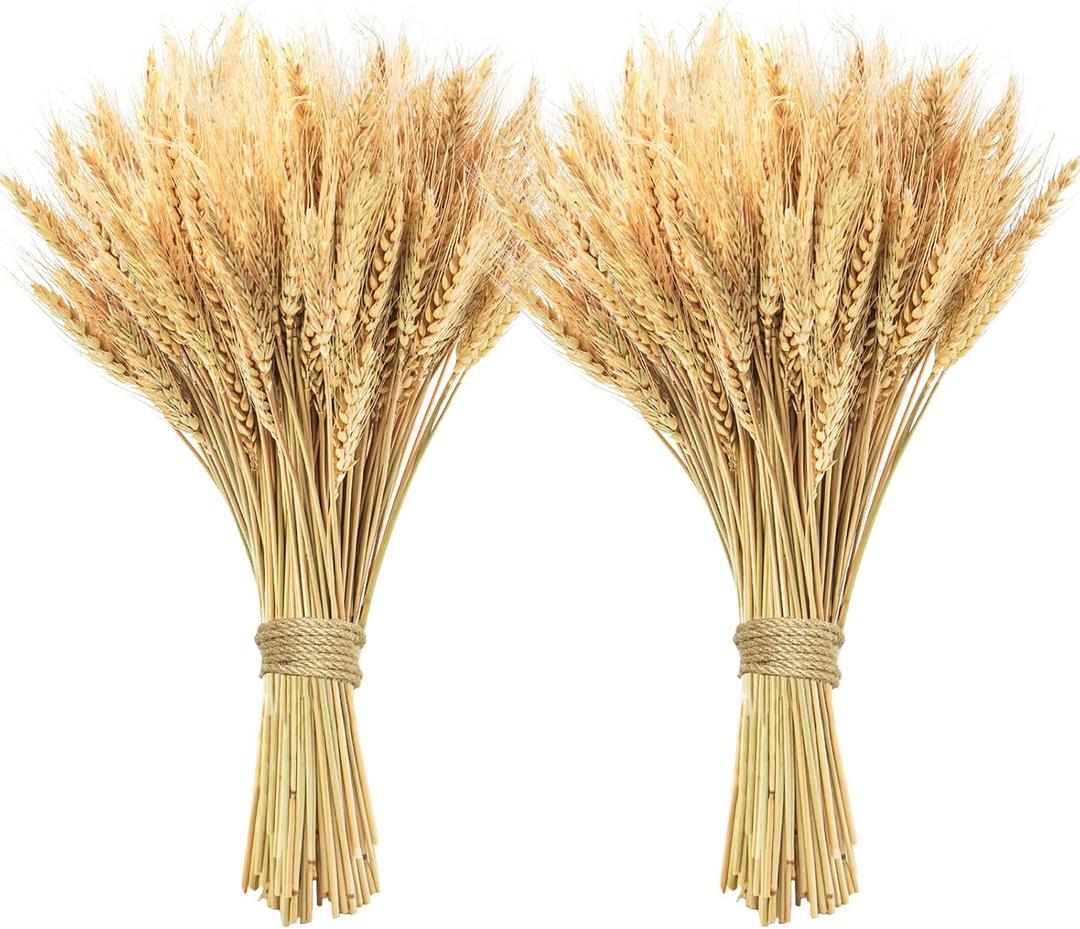 200 Pcs Dried Wheat Stalks, Dried Flowers Natural Wheat for Home Kitchen Office Flowers Arrangement Wedding Table Christmas Farmhouse Boho Party Fall Dcor