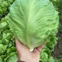 5 x Seeds Crisphead Lettuce Iceberg Green Salad Buttercrunch Heirloom Vegetable Non GMO, BBD 2029