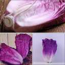 Alipis Artificial Vegetables Purple Lettuce Faux Plants for Table Home Decor Realistic Pu Simulation Fake Lettuce Model for Kitchen Display and Educational Use