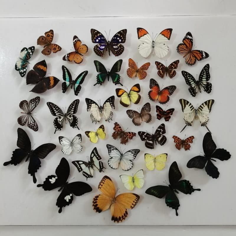 11Pcs Natural Unmounted Rhopalocera/Le Papillon/Butterfly Specimen Artwork Material Decor, Taxidermy Animals for Kids Family