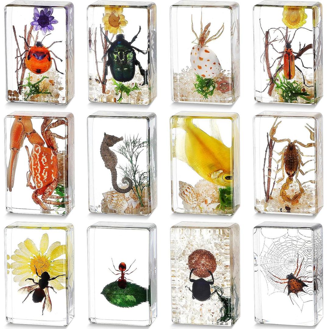 Macarrie 12 Pcs Insect Specimens for Kids Bug Collection Kit Real Specimens of Various Butterflies Beetles Classroom Science Education Animal Collection Bug Preserved Biology(Scenery)