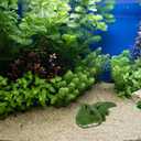 POPETPOP Simulated Crocodile Aquarium Ornament 5.51 Inch Resin Alligator Fish Tank Decor Safe Durable Bubbling Aquatic Decoration for Freshwater Saltwater Tanks