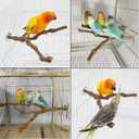 Natural Parrot Perch Wild Grape Stick Bird Standing Pole Claw Grinding Fork Parrot Climbing Standing Branch Toy Chewable Cage Accessory Small Budgies Love Birds 4PCS