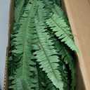 Nearly Natural 48in Artificial Boston Fern, Set of 2 - Large Hanging Fake Plant Wall Decor with 67 Fronds, Faux Fern Vines that Look Real for Home and Office Decor