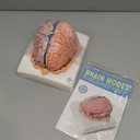 EVOTECH SCIENTIFIC Human Brain Model w/Arteries, 7 Parts Life Size Anatomy Brain Model on a Base Show Horizontal Plain Through Eyeball Level for Science Classroom Study Display, Manual Included