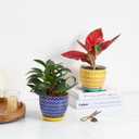 Selamica Ceramic Plant Pots, 5.6 Inch Flower Pots for Indoor Plants, Planters with Drainage Hole and Saucer, Garden Pots for Succulent, Orchid, Home Decor, Set of 4, Assorted Colors ,Assorted Colors, 5.6 inch, set of 4