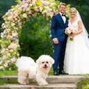 Dog Dress Tutu Skirt for Dogs Cats Girl, Sweet Dog White Princess Dresses with Bowknot, Pet Lace Costume Formal Clothes for Wedding Party Holiday Birthday (White, Medium(8-13lb))