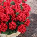 Hananona 12 Pcs Artificial Geranium Flowers for Outdoors Geranium Silk Red Flowers Outdoor UV Resistant Garden Plants Faux Flower for Christmas Home Kitchen Table Centerpieces Decor (12, Red)