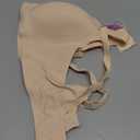 Avidlove Bras for Women No Underwire Seamless Bralettes Wireless Push Up Scalloped Full Coverage Comfortable Everyday Bra (X-Large, Nude)