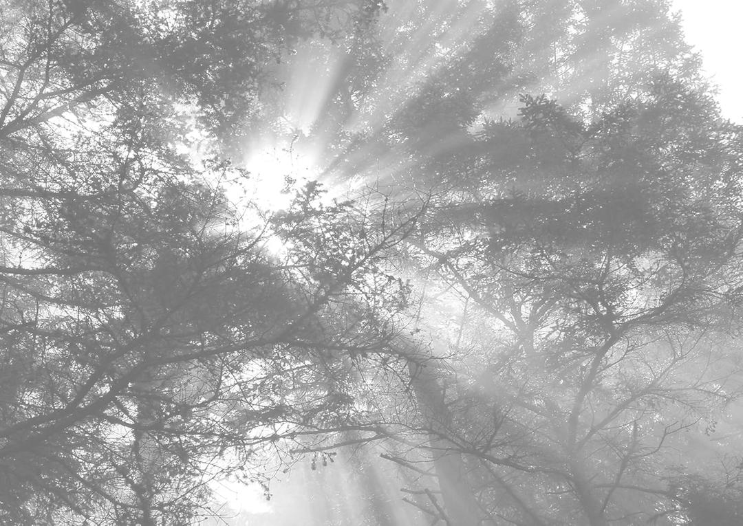 JP London MDXL5003PS Forest Rays Muted Silhouette Sky Reachers Full Wall Removable Mural, 12' x 8.5'
