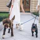 5-Pack No-Pull Dog Slip Leads 5FT Adjustable, Red/Black/Blue/Brown/Purple (for Small Dogs) - Easy On/Off, No Collar Needed, Standalone Use, Ideal for Walking & Training