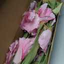 IPOPU Artificial Iris Flowers,5PCS Fake Pink Iris Flowers 31.1" Long Stem Silk Flowers for Table Wedding Office Home Decor(Pink)