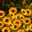 Solar Powered Sunflowers for Outside, Auto ON/Off Solar Garden Lights Outdoor Waterproof, 3 Packs Walkway Solar Lights with 9 Sunflowers for Garden, Yard and Lawn Ornaments