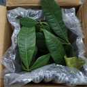 Money Tree Live Indoor Plant in 6 in. Plastic Grower Pot, Black *Sold by Amazon and Arcadia Garden Products* (6 Inch)