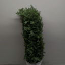 LOMANTO Outdoor Artificial Topiary Cedar Tree 3Ft UV Rated Potted Plant  Fake Tree for Porch Decor Faux Pine Plant for Housewarming