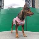 3 x YQYS Dog Shirts Multi-Color Striped Cotton Vest for Small Dogs and Cats Puppy Clothes Teacup Dog Clothing Tank Top for Chihuahua Miniature Pinscher Pink Small