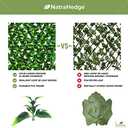 Artificial Ficus Leaf Expandable Lattice 20 x 20 Inch