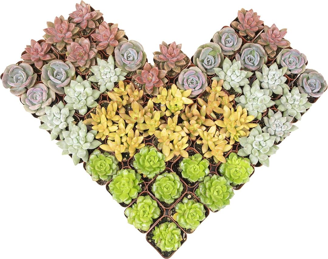 Altman Plants Premium Bulk Succulent Plants (50 Pack), 5 Unique Live Succulents in Sets of 10, Assorted Colors & Shapes, 2 in Pots