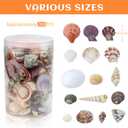 WEOXPR 200 Pcs Sea Shells Bulk Mixed Ocean Beach Seashells for Kids, Various Sizes Natural Sea Shell for Crafts, Home Decorations, Beach Theme Party, Wedding Decor, DIY Crafts, Crafting Shells