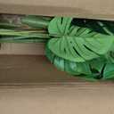 Nearly Natural Zebra Silk Plant, Green 3 ft.