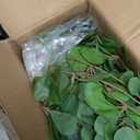 Bellacat Artificial Plant