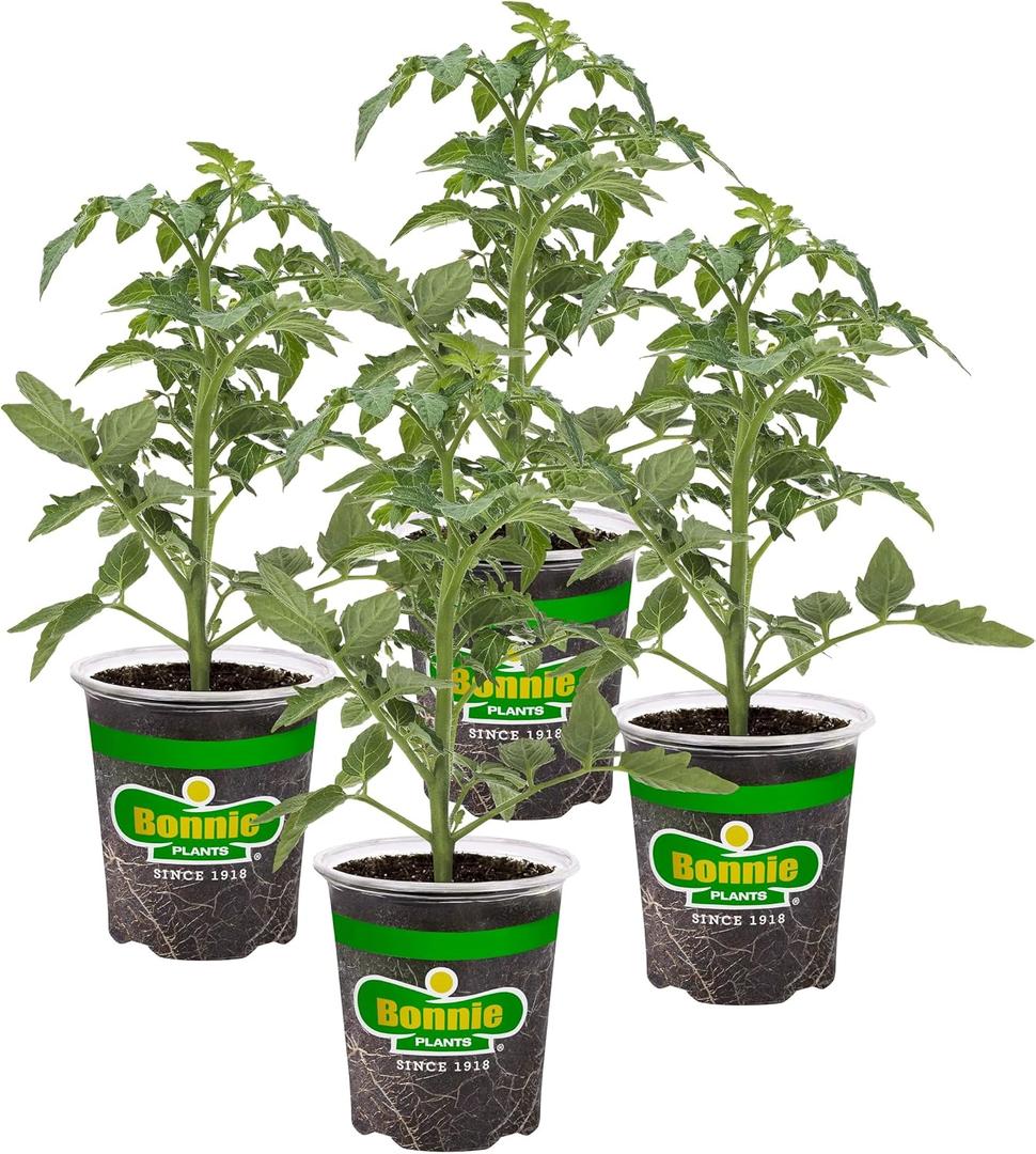 Bonnie Plants Arkansas Traveler Heirloom Tomato, Live Plant, 19.3 oz., 4-Pack