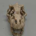 Dinosaur Skull Aquarium Dcor - Fish Tank Decoration Hideaway for Fish,Natural Look, 6.3"x4"x4" - Fun Underwater Environment! (6.3")