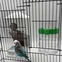 No Mess Bird Feeder Water Dispenser Set, Automatic Bird Feeder for Cage Transparent Acrylic Food Container Drinker Cage Accessories Parakeet Cockatiel Lovebird Finch (White)