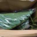 Tigeen 10 Pcs Artificial Palm Leaves Tree 33 Inch Fake Tropical Plant with Stems Large Faux Palm Leaf Bush Greenery for Hawaiian Luau, Jungle Safari, Pool Beach Party, Wedding, Garden, Indoor Outdoor