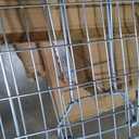 ANT MARCH Live Animal Cage Trap 32''x11.5"x13" Steel Humane Release Rodent Cage with Gloves for Rabbits, Stray Cat, Squirrel, Raccoon, Mole, Gopher, Chicken, Opossum, Skunk, Chipmunks, Groundhog