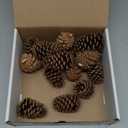 GS Foliage Natural Pine Cones  Set of 15 Small 3" 4" Real Loblolly Pinecones for Crafts, Mini Pine Cones for Decorating, Christmas Decor, DIY Ornaments, Vase Filler & Centrepieces, Home & Holiday