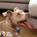 The Dodo Cork Dog Collar, Stripe, Size Large; Cork Material Collar for Dogs, Everyday Pet Apparel; Adjustable Snap Together, Pinch Release Buckle Collar (Blue)