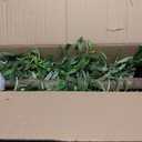 Olive Trees Artificial Indoor, Artificial Olive Tree 6FT Faux Olive Tree for Home Office Decor, Artificial Tree with Realistic Trunk, Branches, Leaves and Fruits, Fake Olive Tree for Gift