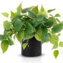 JPSOR Artificial Indoor Plants for Home Decor, 12 inches Pothos in Black Ceramic Pot with Iron Wire, 1 Count