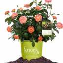 Perfect Plants Orange Glow Knock Out® Rose Bush 3 Gallon | Live Roses | Flowering Shrub