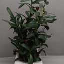 AlphaAcc 18 Inch Artificial Olive Branches Real Looking Potted Plant Fake Olive Tree with Lifelike Leaves and Fruits in Rustic Black Cement Planter Faux Greenery Plant for Indoor Outdoor Decor