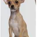 Healthy Breeds Chihuahua Chamomile Soothing Dog Shampoo 8 oz